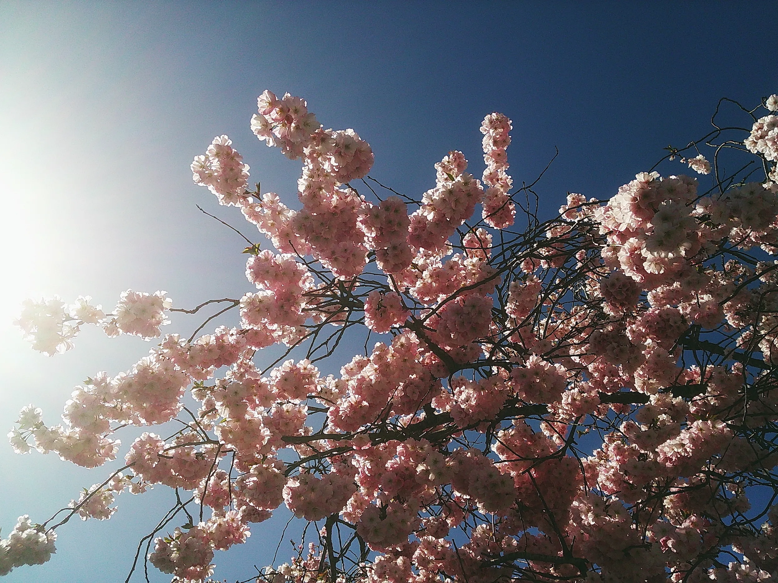 Pink cherry blossom against a blue sky with the sun rays flaring through the branches