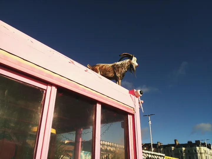 A model goat on the top of a pink building with windows against a rich blue sky with a few whispy clouds